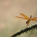 Dragonfly  by kerristephens