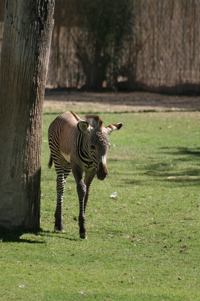 Baby Zebra by kerristephens