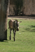 21st Jan 2013 - Baby Zebra
