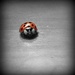 Ladybug by tara11