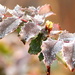 Oregon Grape with frost by jankoos
