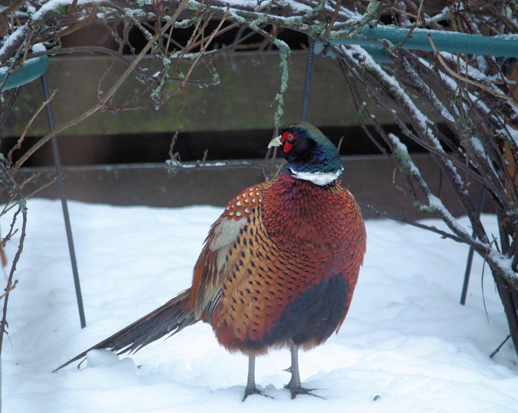 Common Pheasant (Phasianus colchicus) - Fasaani by annelis