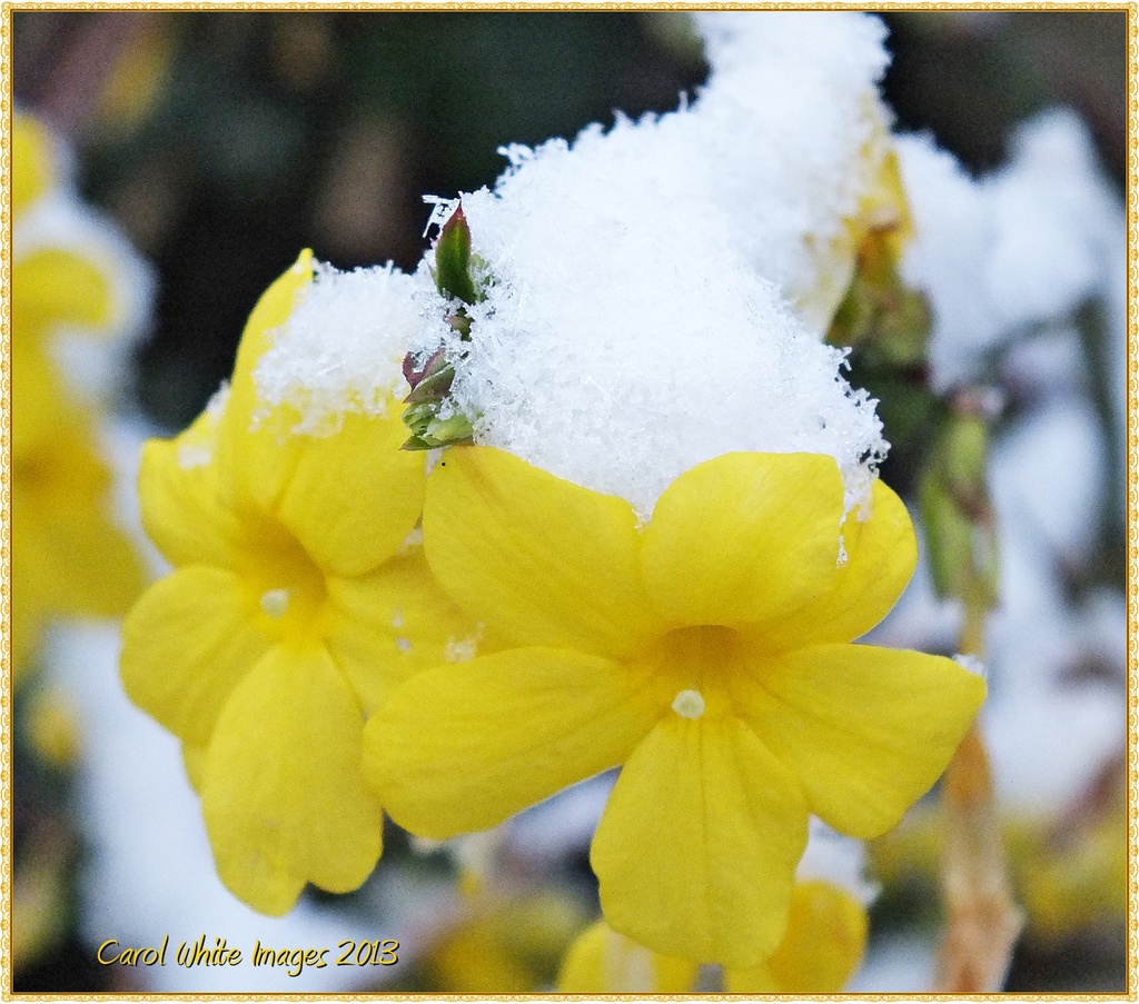 Snowy Forsythia by carolmw