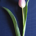 tulip by mariadarby