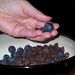 Chocolate and Blueberries by kerristephens