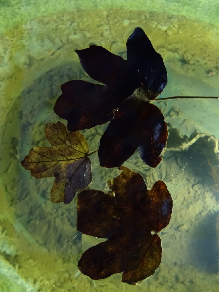 Leaves on water - 14-1 by barrowlane