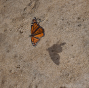 14th Jan 2013 - herron point butterfly