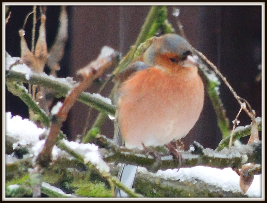 Another chaffinch by rosiekind