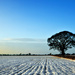 Snowy field with tree by seanoneill