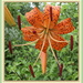 Lilium lancifolium (syn. L. tigrinum) - Orange tigerlily by kiwiflora