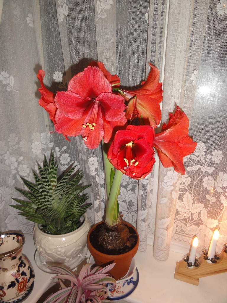 amaryllis....365 Project by beryl