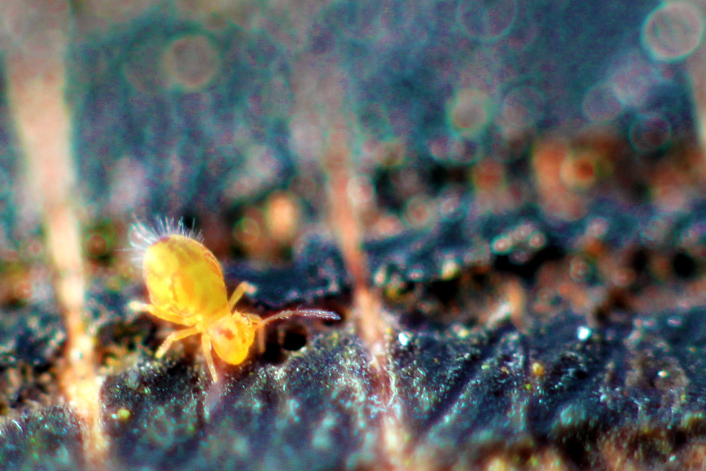 Tiny Termite by lauriehiggins