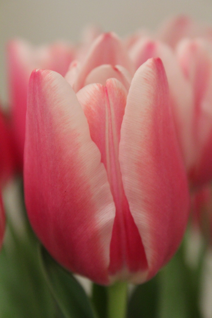 Tulip by rachel70