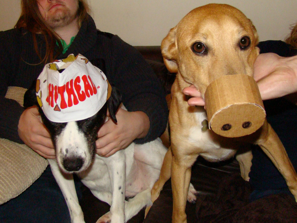 Jan 14: Cross Dressing Dogs by bulldog