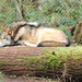 Grey Wolf dozing  by jankoos