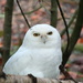 Snowy Owl by jankoos