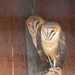 Barn Owls by jankoos