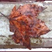 Leaf by olivetreeann