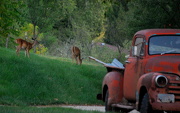 21st Sep 2012 - Deer Near the Headlights
