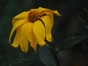 22nd Sep 2012 - Wilted Glory