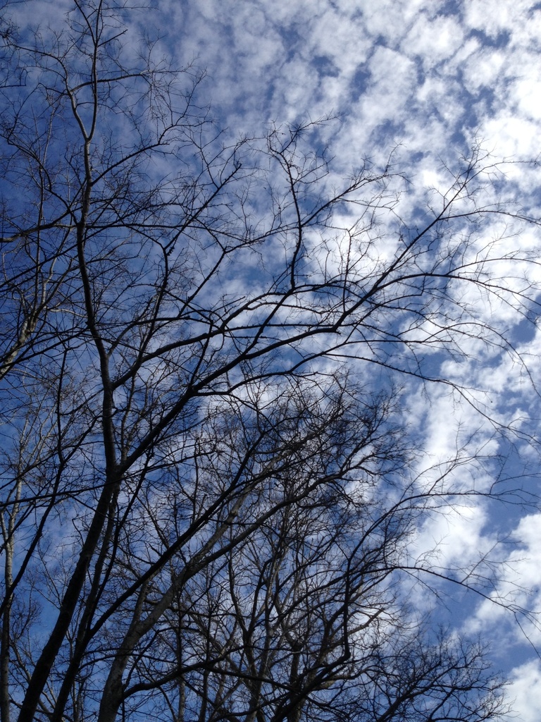 High clouds, skies and winter trees. by congaree