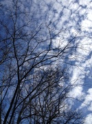 14th Jan 2013 - High clouds, skies and winter trees.