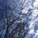 High clouds, skies and winter trees. by congaree