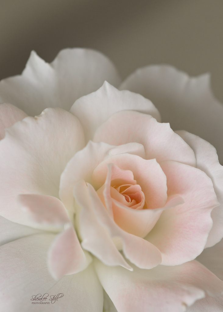 Blushing Rose by bella_ss