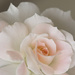 Blushing Rose by bella_ss