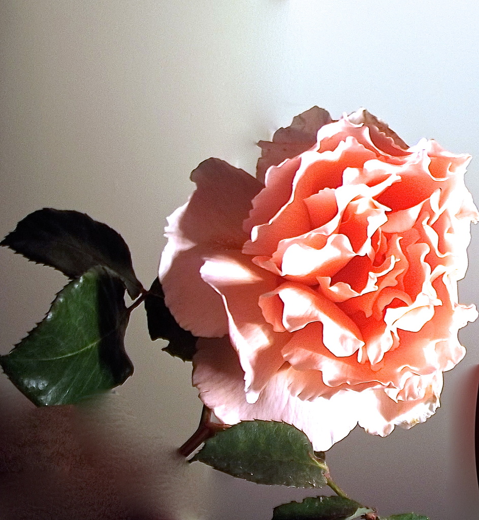 Rose  by maggiemae