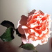 Rose  by maggiemae