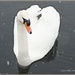 Snow Bird by carolmw