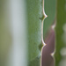 Aloe leaf by corymbia