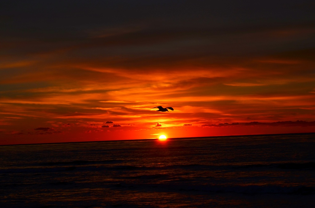 Sunset Flight by mariaostrowski