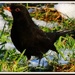 Another blackbird by rosiekind