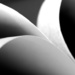Abstract lily in black and white by joa