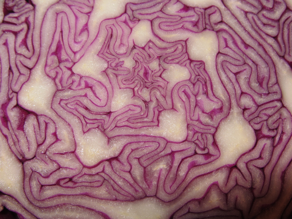 Red Cabbage by kimmer50