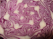 14th Jan 2013 - Red Cabbage