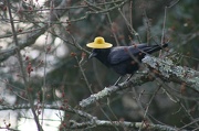15th Jan 2013 - Crow wearing a hat (HeeHee)