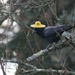 Crow wearing a hat (HeeHee) by mittens