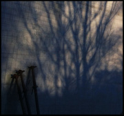 15th Jan 2013 - tree shadow