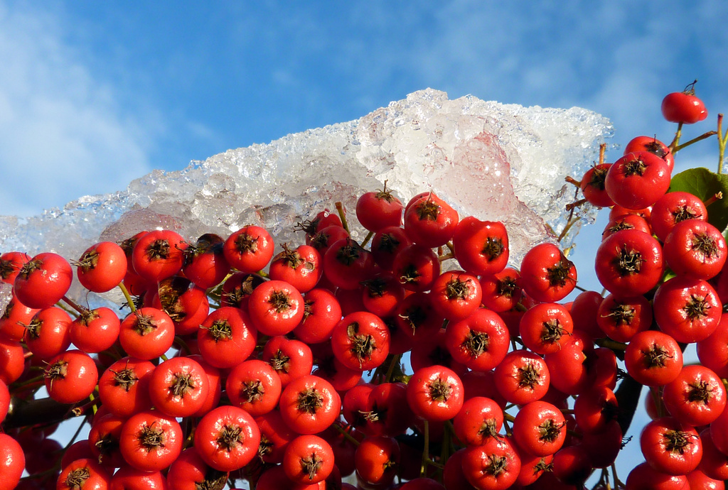 Pyracantha On Ice  by phil_howcroft