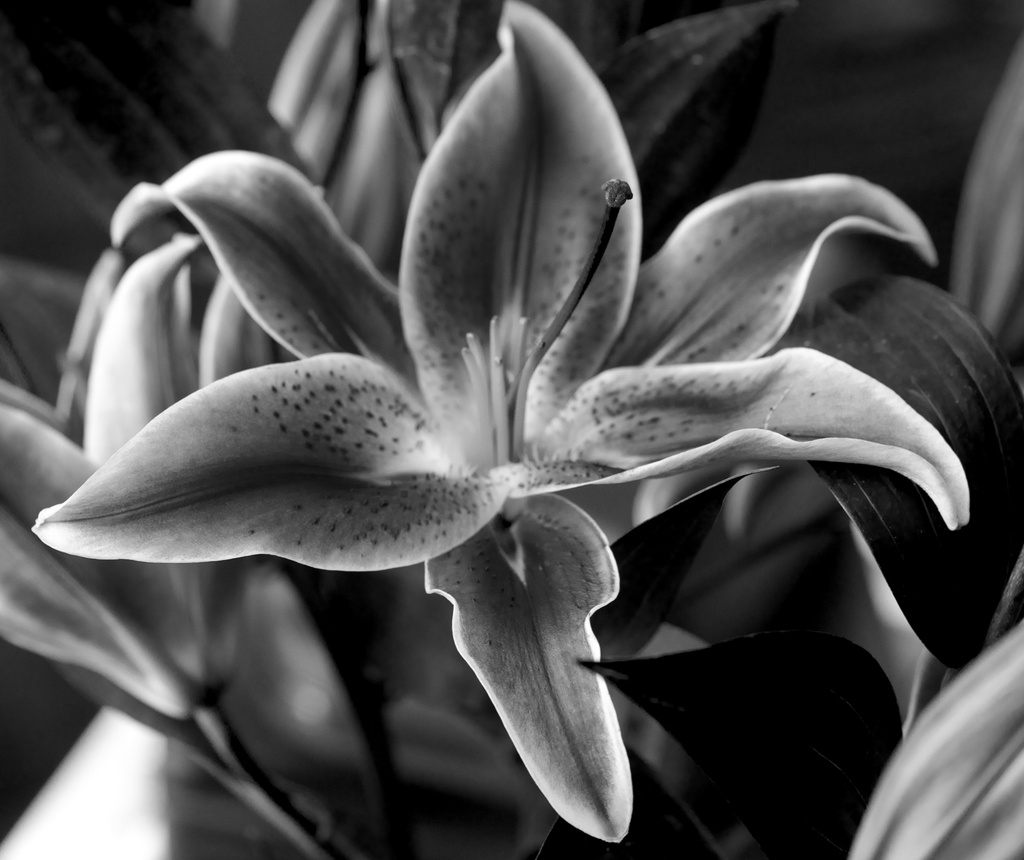 Lily in Black and White by taffy