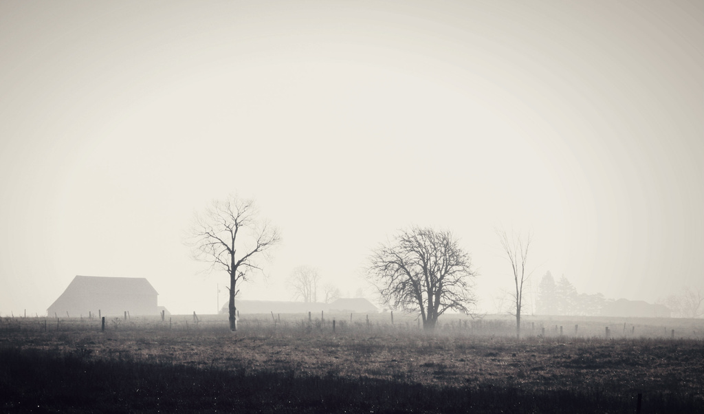 misty January morning by edie