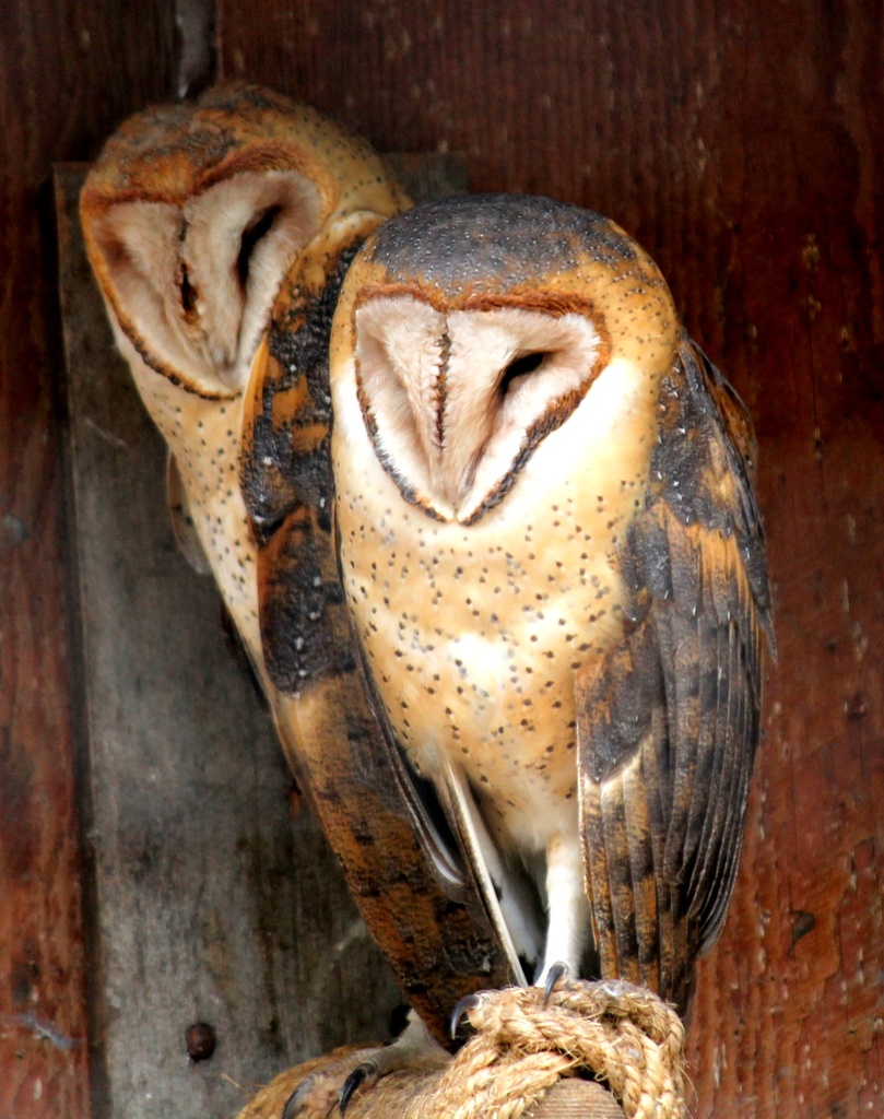 Barn Owls close-up by jankoos