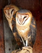 12th Jan 2013 - Barn Owls close-up
