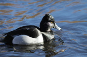 15th Jan 2013 - Like water off a duck's back!