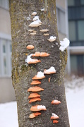 6th Dec 2012 - Cold fungi