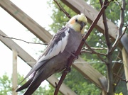 29th Jul 2010 - Parakeet