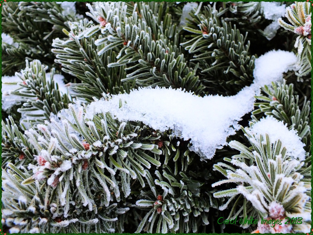 Hoar Frost And Snow by carolmw